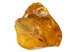 Fossil Flower Bud (Dilleniaceae) and Two Leaves in Baltic Amber #145494-1